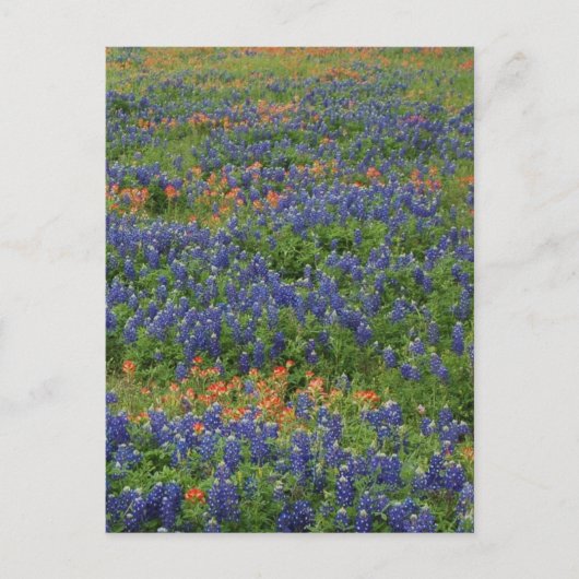 Blauwbijen Briefkaart (Voorkant)