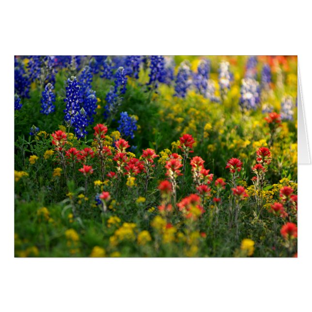 Blauwbijenlandschappen (Voorkant Horizontaal)