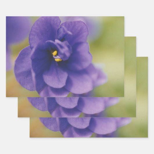 Blauwbloeiende bloem van Violet Saintpaulia Zoomed Inpakpapier Vel (Set)