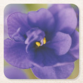 Blauwbloeiende bloem van Violet Saintpaulia Zoomed Kartonnen Onderzetters (Voorkant)