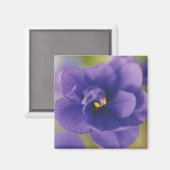 Blauwbloeiende bloem van Violet Saintpaulia Zoomed Magneet (Voorkant / Achterkant)