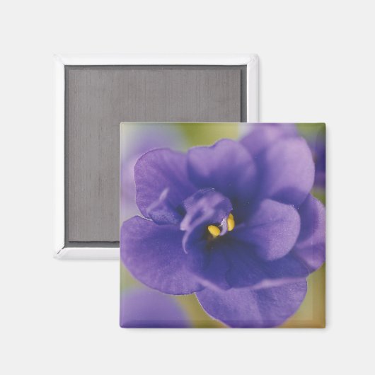 Blauwbloeiende bloem van Violet Saintpaulia Zoomed Magneet (Voorkant / Achterkant)