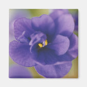 Blauwbloeiende bloem van Violet Saintpaulia Zoomed Magneet (Voorkant)