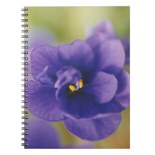Blauwbloeiende bloem van Violet Saintpaulia Zoomed Notitieboek (Voorkant)