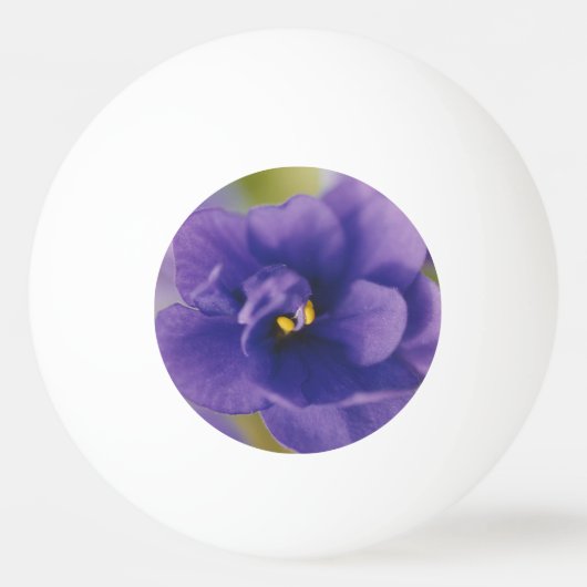 Blauwbloeiende bloem van Violet Saintpaulia Zoomed Pingpongbal (Voorkant)