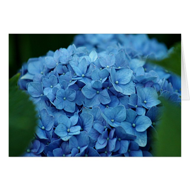 Blauwbloem (Voorkant Horizontaal)