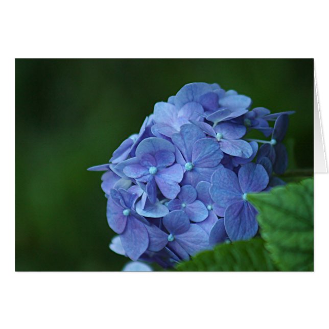Blauwbloem (Voorkant Horizontaal)