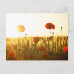 Blauwbloemen in zonlicht briefkaart