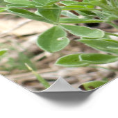 Blauwbonen en prickly Pear Poster (Hoek)