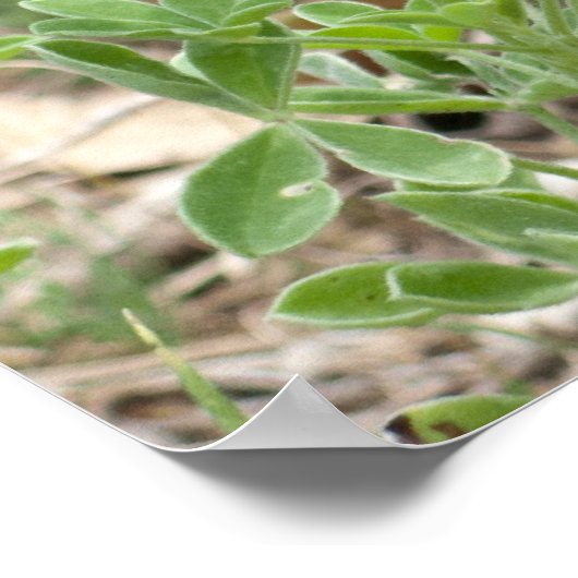 Blauwbonen en prickly Pear Poster (Hoek)