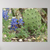 Blauwbonen en prickly Pear Poster (Voorkant)
