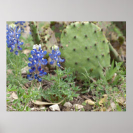 Blauwbonen en prickly Pear Poster