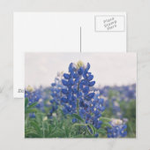 blauwbonet briefkaart (Voorkant / Achterkant)