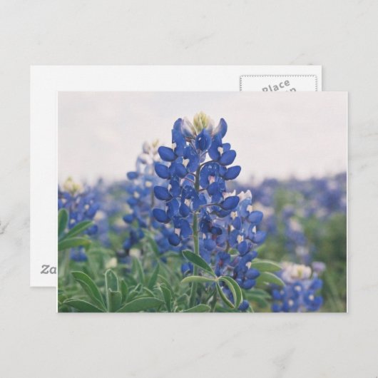 blauwbonet briefkaart (Voorkant / Achterkant)