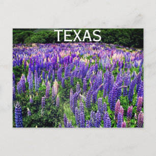Blauwbonnaars Blauwe Bloemen Texas Texan Floral Briefkaart