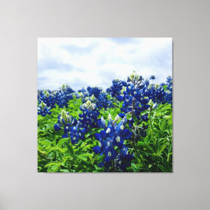 Blauwbonnaars Blauwe Bloemen Texas Texan Floral Canvas Afdruk