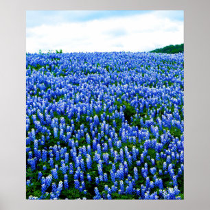 Blauwbonnaars Blauwe Bloemen Texas Texan Floral Po Poster