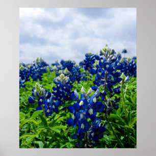 Blauwbonnaars Blauwe Bloemen Texas Texan Floral Po Poster