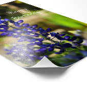 Blauwbonnet "Happy Birthday" Foto afdrukken (Hoek)