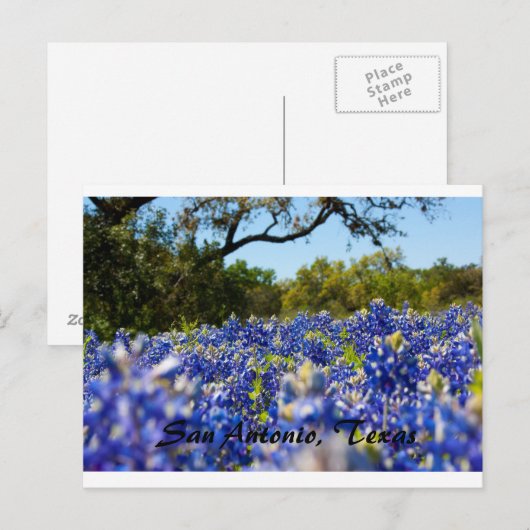 Blauwbonnetjes Briefkaart (Voorkant / Achterkant)