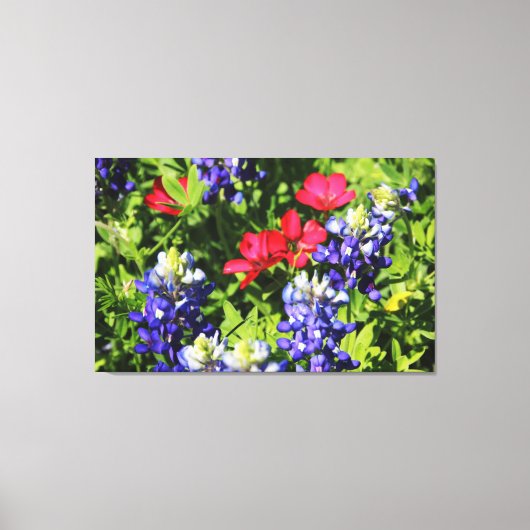 Blauwbonnetjes Canvas Afdruk (Voorkant)