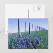 blauwbonnetjes langs de weg briefkaart (Voorkant / Achterkant)