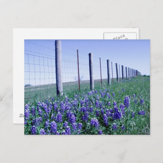 blauwbonnetjes langs de weg briefkaart (Voorkant / Achterkant)