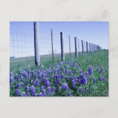 blauwbonnetjes langs de weg briefkaart (Voorkant)