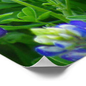 Blauwbonnetjes Poster (Hoek)