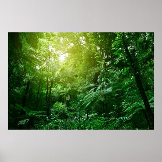 Blauwboombladerbladerdak in tropisch oerwoud poster (Voorkant)