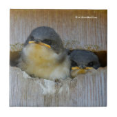 Blauwbuien die uitkijken naar de grote wereld tegeltje (Voorkant)