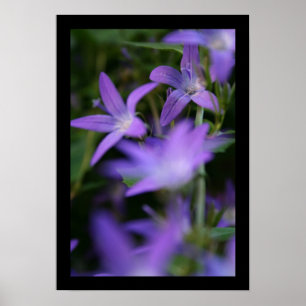 Blauwdruk - Campanula - Floral fotografie Poster