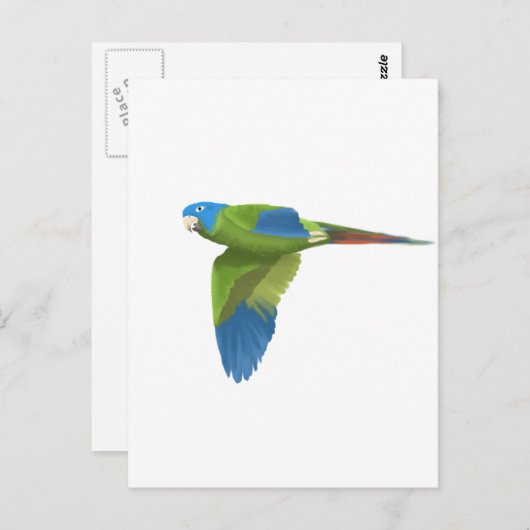 Blauwdruk Conure Briefkaart (Voorkant / Achterkant)