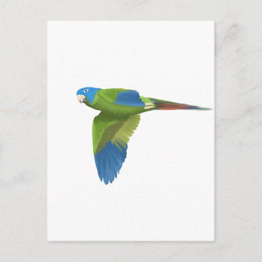 Blauwdruk Conure Briefkaart (Voorkant)