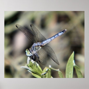 blauwdruk voor limonvlieg poster