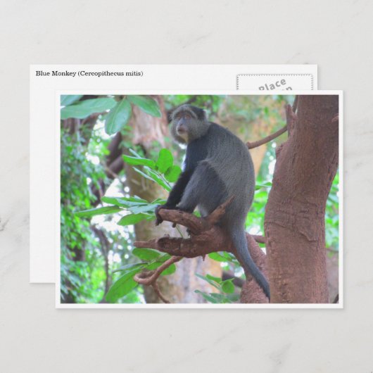 blauwe aap briefkaart (Voorkant / Achterkant)