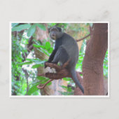 blauwe aap briefkaart (Voorkant)