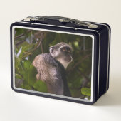 Blauwe aap, Zanzibar (Achterkant)