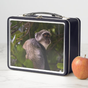 Blauwe aap, Zanzibar