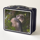 Blauwe aap, Zanzibar (Voorkant)