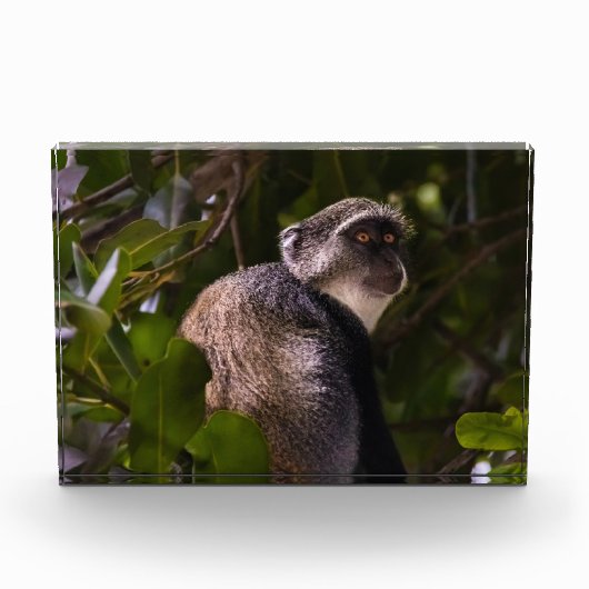 Blauwe aap, Zanzibar Fotoblokken (Voorkant)