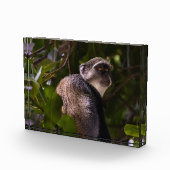 Blauwe aap, Zanzibar Fotoblokken (Rechts)