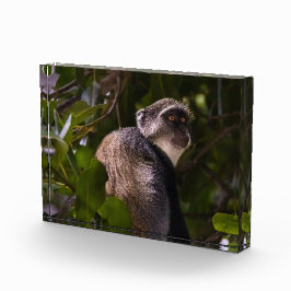 Blauwe aap, Zanzibar Fotoblokken