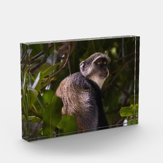 Blauwe aap, Zanzibar Fotoblokken (Links)