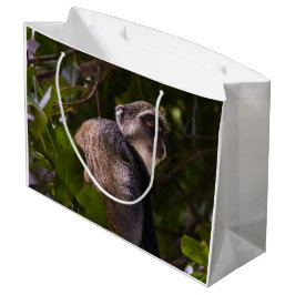 Blauwe aap, Zanzibar Groot Cadeauzakje