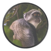 Blauwe aap, Zanzibar Hockey Puck (Voorkant)