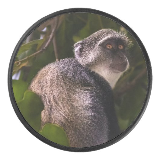 Blauwe aap, Zanzibar Hockey Puck (Voorkant)
