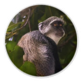 Blauwe aap, Zanzibar Keramische Knop (Voorkant)