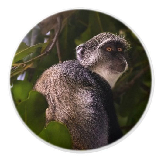 Blauwe aap, Zanzibar Keramische Knop (Voorkant)