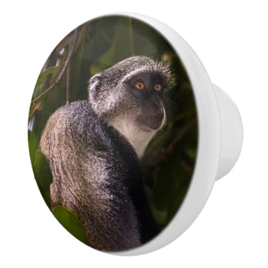 Blauwe aap, Zanzibar Keramische Knop (Rechts)
